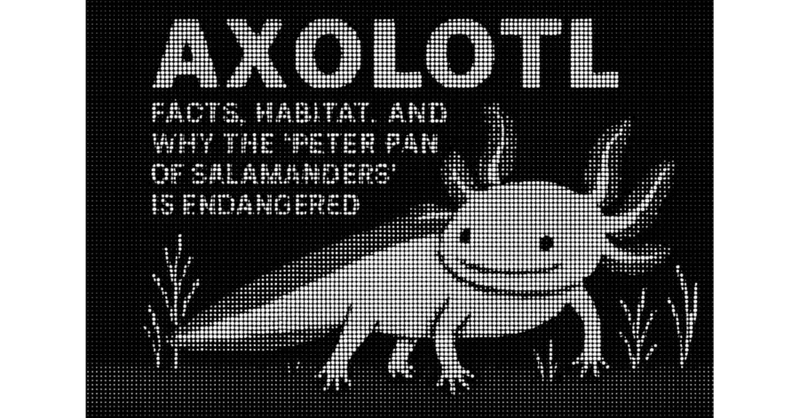 Axolotl: Facts, Habitat and why the Peter Pan of Salamanders is Endangered